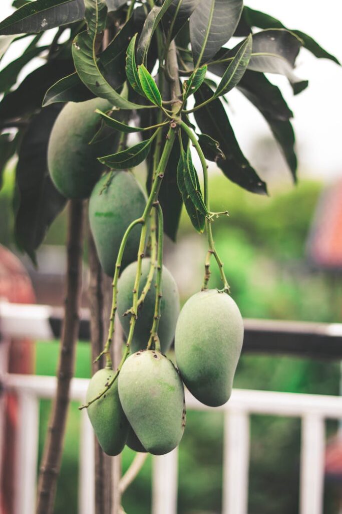 Green Mango Fruits Hanging on Tree